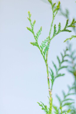 Thuya Plicata Atrovirens 100-125 cm