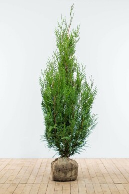 Thuya Plicata Atrovirens 150-175 cm