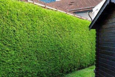 Thuya Occidentalis Brabant 60-80 cm