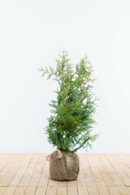 Thuya d'Occident Thuja occidentalis 'Brabant' Haie 60-80 Motte Thuya Occidentalis Brabant 60-80 cm