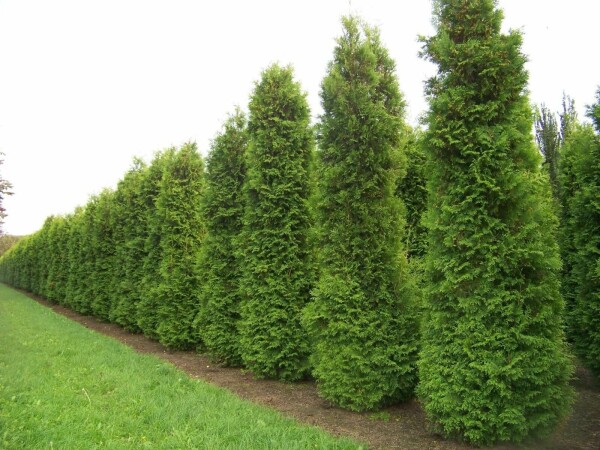 Thuya d'Occident Thuja occidentalis 'Brabant' Haie 60-80 Motte Thuya Occidentalis Brabant 60-80 cm