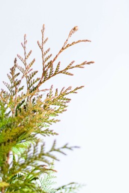 Thuya Plicata Excelsa 100-125 cm