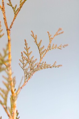 Thuya Plicata Excelsa 100-125 cm
