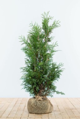 Thuya d'Occident Thuja occidentalis 'Martin' Haie 80-100 Motte Thuya Plicata Martin 80-100 cm