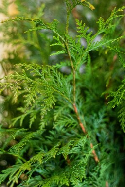 Thuya d'Occident Thuja occidentalis 'Martin' Haie 80-100 Motte Thuya Plicata Martin 80-100 cm