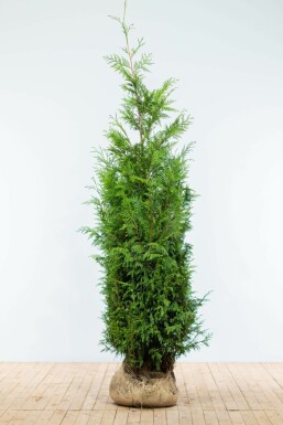 Thuya Plicata Martin 175-200 cm