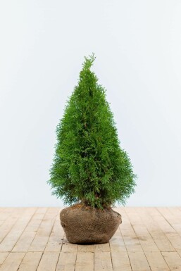 Thuya Occidentalis Emeraude 60-80 cm