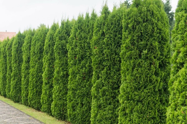 Thuya Occidentalis Emeraude 60-80 cm