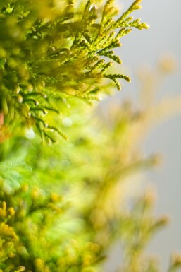 Thuya Occidentalis Emeraude 60-80 cm