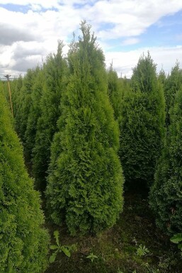 Thuya Occidentalis Emeraude 60-80 cm