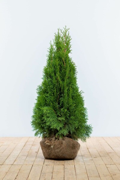 Thuya Occidentalis Emeraude 80-100 cm