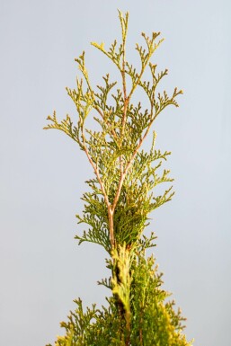 Thuya Occidentalis Emeraude 140-160 cm