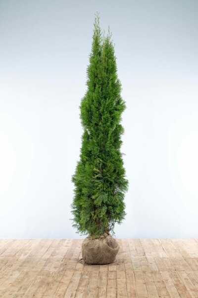 Thuya Occidentalis Emeraude 200-225 cm