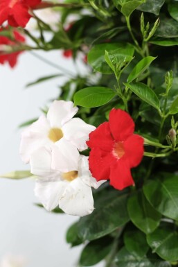 Dipladenia / Mandevilla Pot suspendu 35-40 cm
