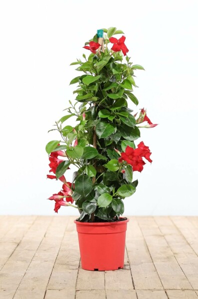 Dipladénia de Sander Mandevilla sanderi Pyramide 100-120 Pot Dipladenia / Mandevilla Pyramide 100-120 cm