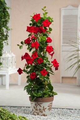Dipladénia de Sander Mandevilla sanderi Pyramide 100-120 Pot Dipladenia / Mandevilla Pyramide 100-120 cm