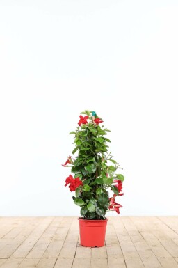 Aucune image disponible