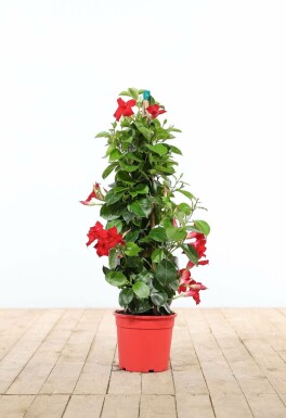 Dipladénia de Sander Mandevilla sanderi Pyramide 80-100 Pot Dipladenia / Mandevilla Pyramide 80-100 cm