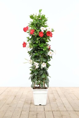 Dipladénia de Sander Mandevilla sanderi Pyramide 100-120 Pot