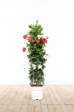 Aucune image disponible