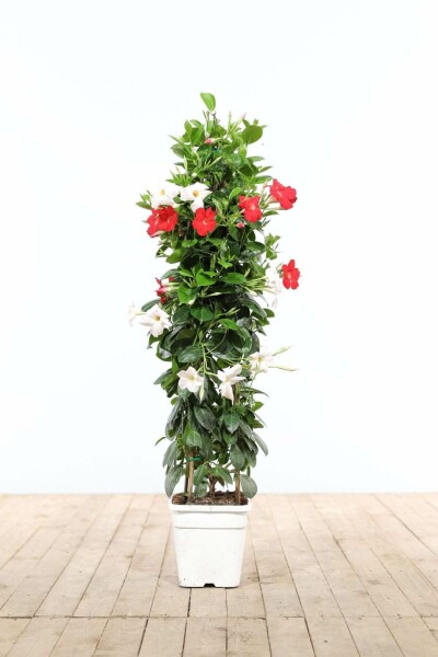 Dipladénia de Sander Mandevilla sanderi Pyramide 80-100 Pot Dipladenia / Mandevilla Pyramide 80-100 cm