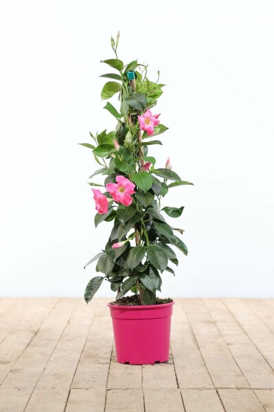 Dipladénia de Sander Mandevilla sanderi Pyramide 100-120 Pot Dipladenia / Mandevilla Pyramide 100-120 cm