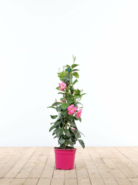 Dipladénia de Sander Mandevilla sanderi Pyramide 35-40 Pot Dipladenia / Mandevilla Pyramide 35-40 cm