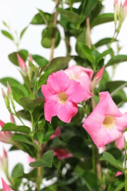 Dipladenia / Mandevilla Pyramide 35-40 cm
