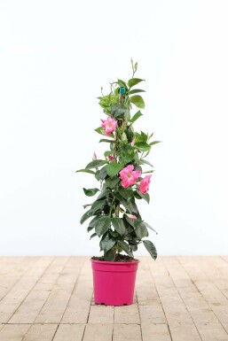 Dipladénia de Sander Mandevilla sanderi Pyramide 80-100 Pot