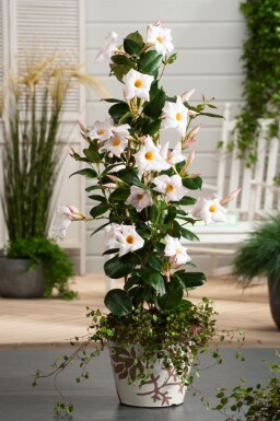 Dipladénia de Sander Mandevilla sanderi Pyramide 35-40 Pot Dipladenia / Mandevilla Pyramide 35-40 cm