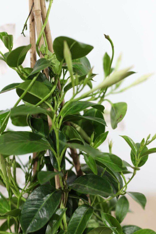 Dipladénia de Sander Mandevilla sanderi Pyramide 60-70 Pot Dipladenia / Mandevilla Pyramide 60-70 cm