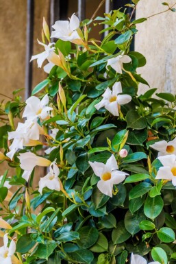 Dipladenia / Mandevilla Pyramide 60-70 cm