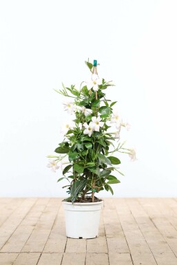 Aucune image disponible