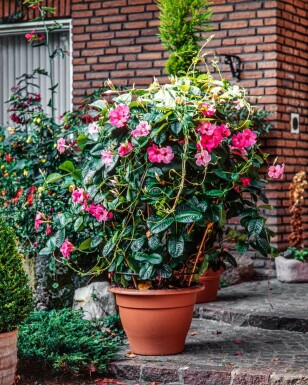 Dipladenia / Mandevilla Support 35-40 cm
