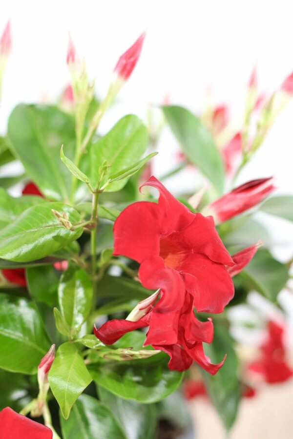 Dipladénia de Sander Mandevilla sanderi Support 60-70 Pot Dipladenia / Mandevilla Support 60-70 cm