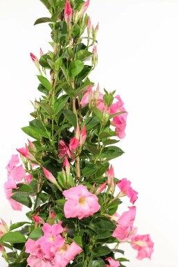 Dipladénia de Sander Mandevilla sanderi Support 35-40 Pot Dipladenia / Mandevilla Support 35-40 cm