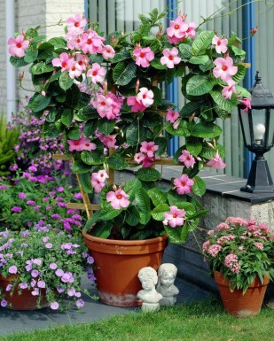 Dipladénia de Sander Mandevilla sanderi Support 35-40 Pot Dipladenia / Mandevilla Support 35-40 cm
