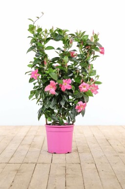 Dipladenia / Mandevilla Support 60-70 cm