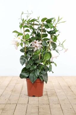Dipladénia de Sander Mandevilla sanderi Support 35-40 Pot Dipladenia / Mandevilla Support 35-40 cm