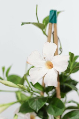 Dipladénia de Sander Mandevilla sanderi Support 35-40 Pot Dipladenia / Mandevilla Support 35-40 cm