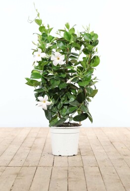 Dipladenia / Mandevilla Support