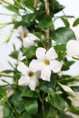 Dipladenia / Mandevilla Support 60-70 cm