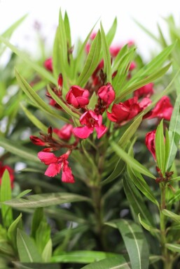 Nérion laurier-rose Nerium oleander Sur tige 100-120 Pot