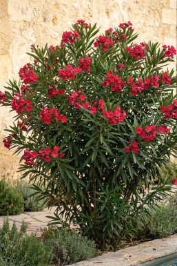 Laurier Rose / Nerium Oleander Sur tige/stipe/tronc 120-130 cm