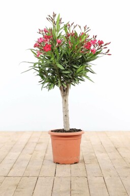 Nérion laurier-rose Nerium oleander Sur tige 60-70 Pot Laurier Rose / Nerium Oleander Sur tige/stipe/tronc 60-70 cm
