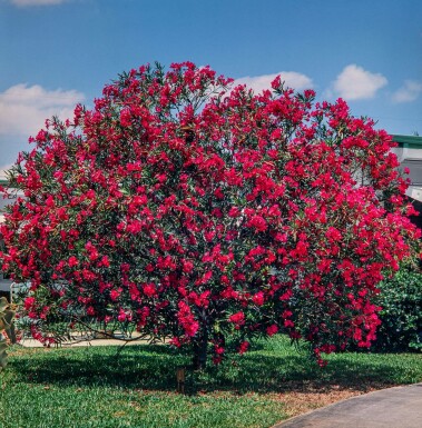 Laurier Rose / Nerium Oleander Sur tige/stipe/tronc 60-70 cm