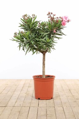 Nérion laurier-rose Nerium oleander Sur tige 100-120 Pot