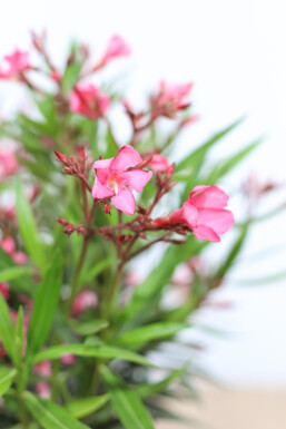 Laurier Rose / Nerium Oleander Sur tige/stipe/tronc 120-130 cm