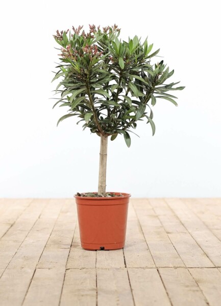 Laurier Rose / Nerium Oleander Sur tige/stipe/tronc 60-70 cm