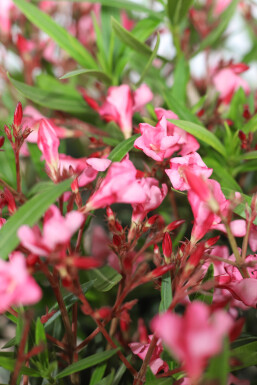 Nérion laurier-rose Nerium oleander Sur tige 60-70 Pot